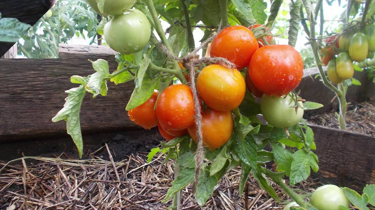 Лучшие штамбовые томаты для россии и ее регионов