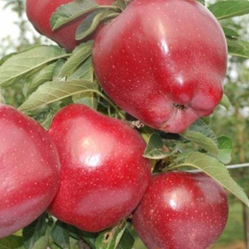 Яблоня ред чиф — описание сорта