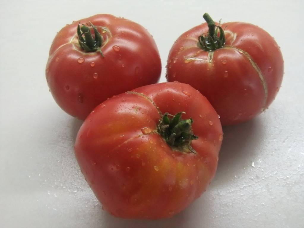 Отличный сорт для употребления в свежем виде — томат «португальская дакоста» и особенности его агротехники