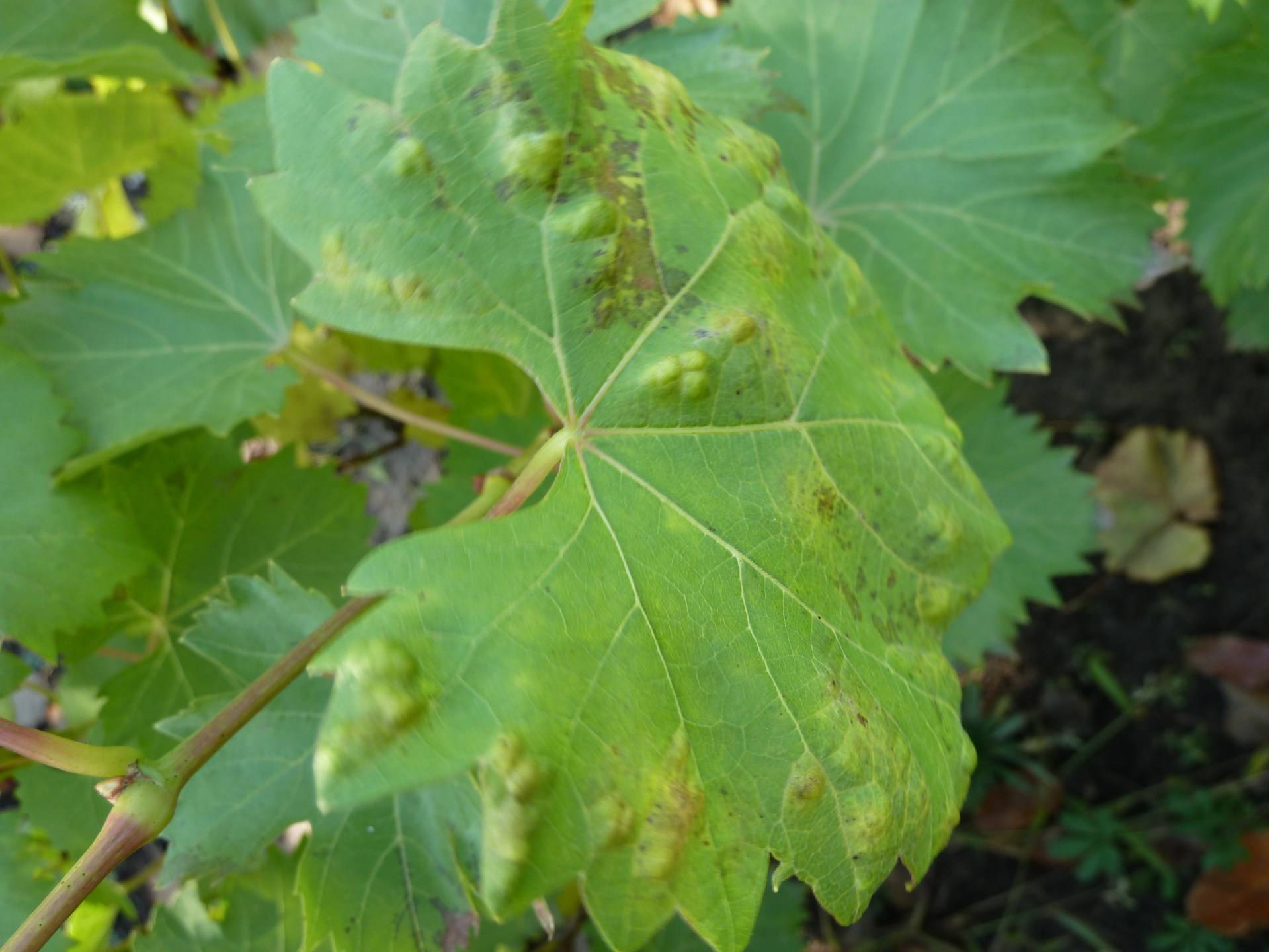 Почему желтеют листья винограда: что делать, как и чем лечить хлороз