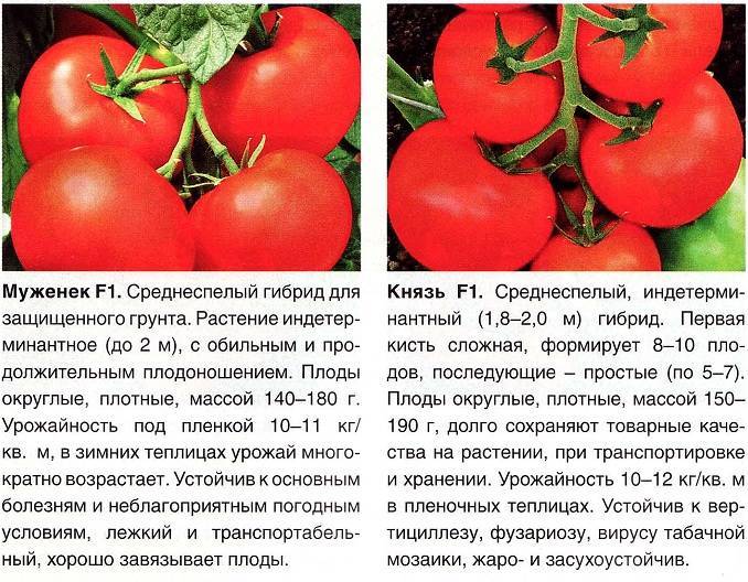 Томат "уральский ранний": характеристика и описание сорта – все о томатах. выращивание томатов. сорта и рассада.