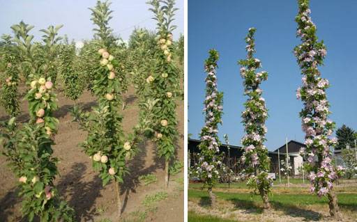 Колоновидные яблони - сорта и описание растения с фото, выращивание, уход и формирование кроны