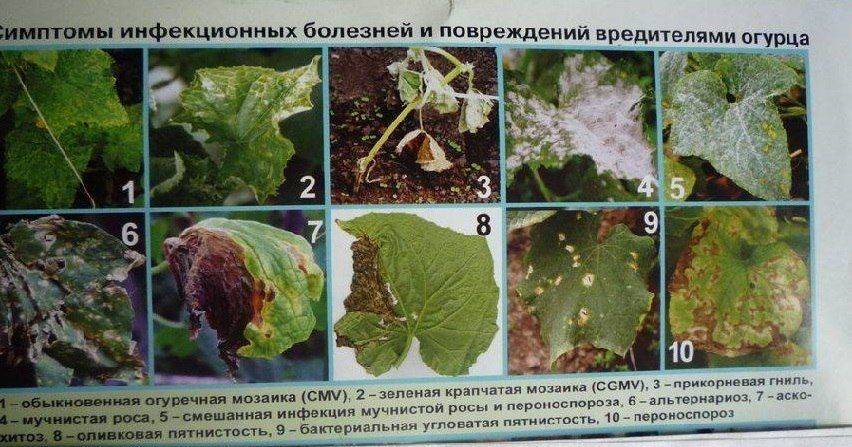 Самые эффективные способы борьбы с вредителями