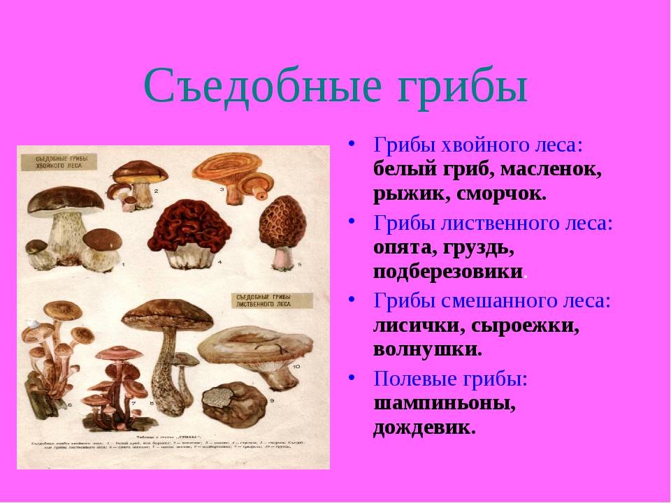 Съедобные грибы – названия, фото и описания
