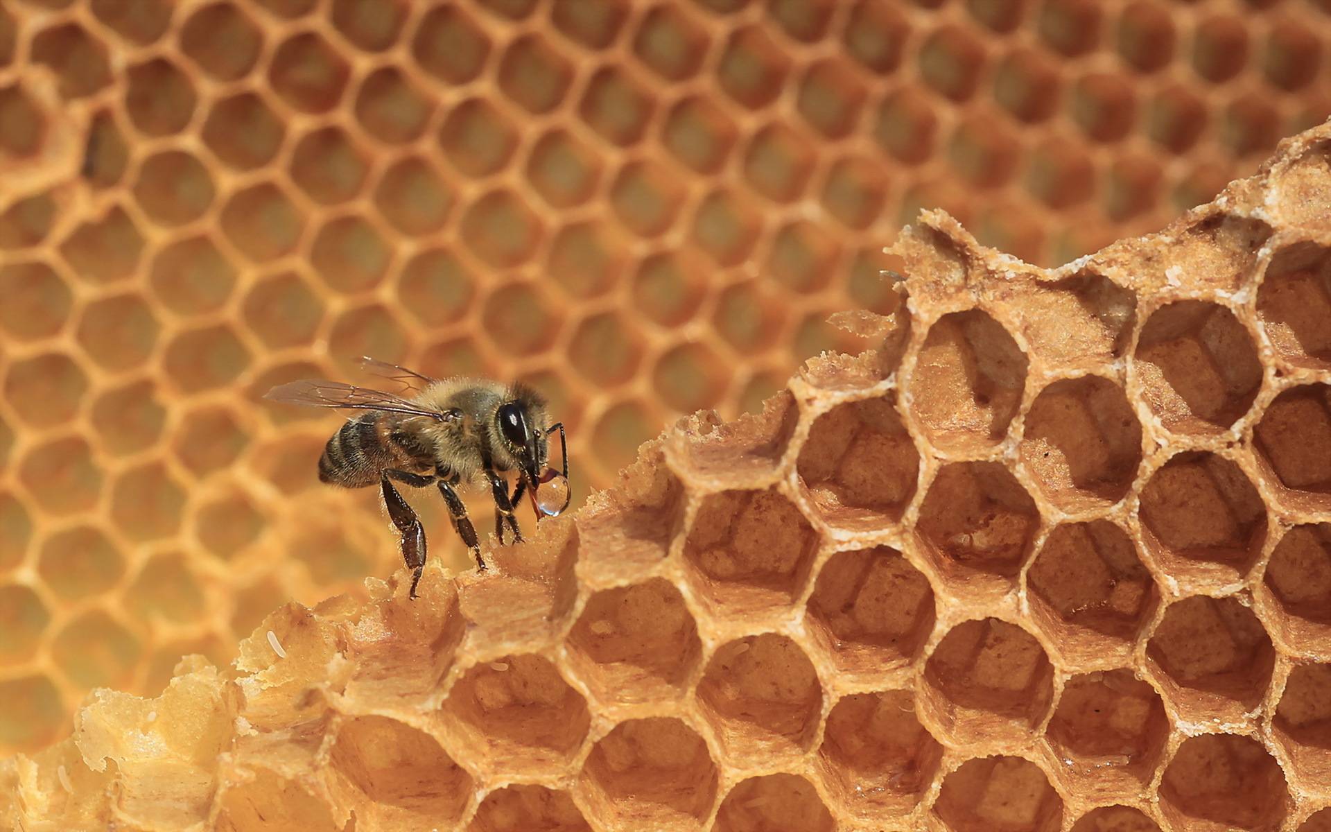 Пчелиные соты: польза для организма, как выглядят, из чего состоят и их форма