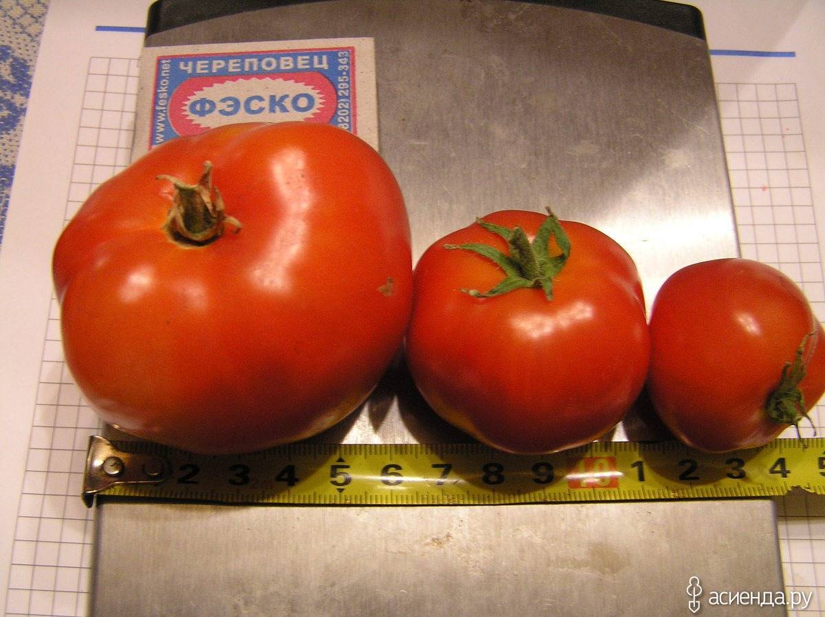 Томат бони мм: описание сорта помидоров, фото полученного урожая и отзывы огородников о его преимуществах и недостатках
