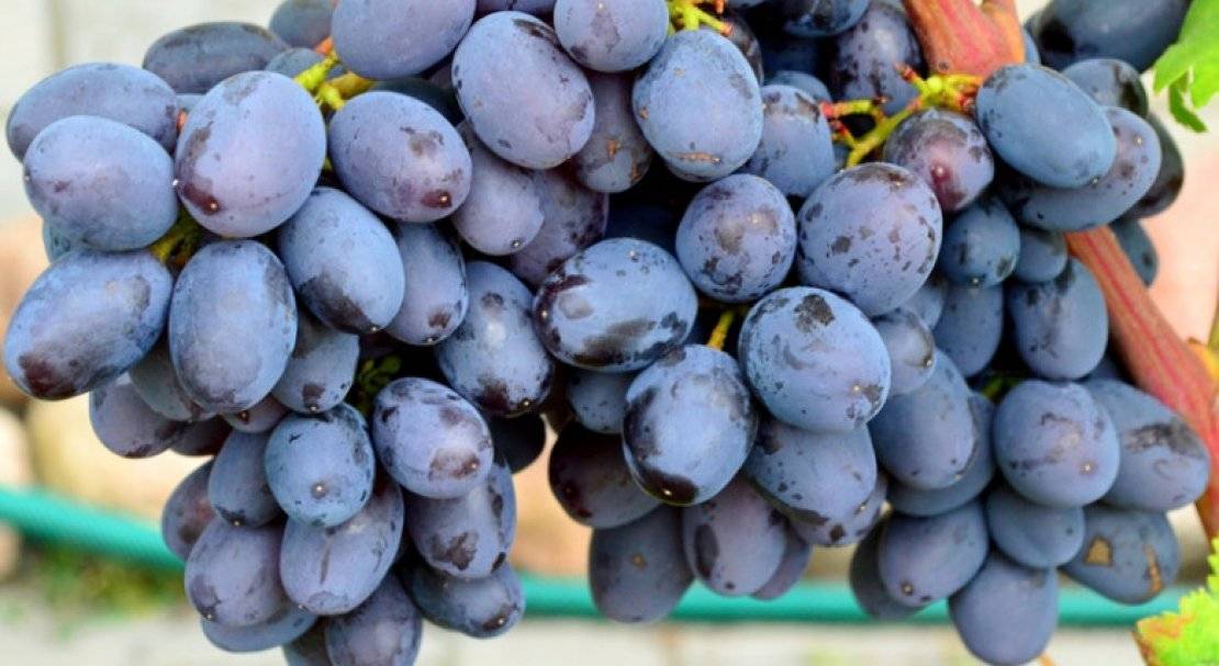 Виноград каталония: описание сорта