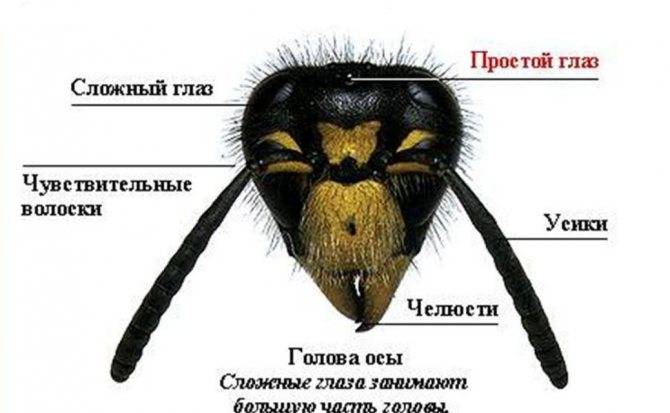 Медоносная пчела: развитие, описания и классификация