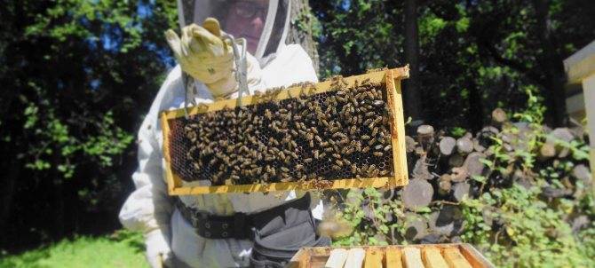 Пчеловодство для начинающих: с чего начать,что нужно,виды ульев