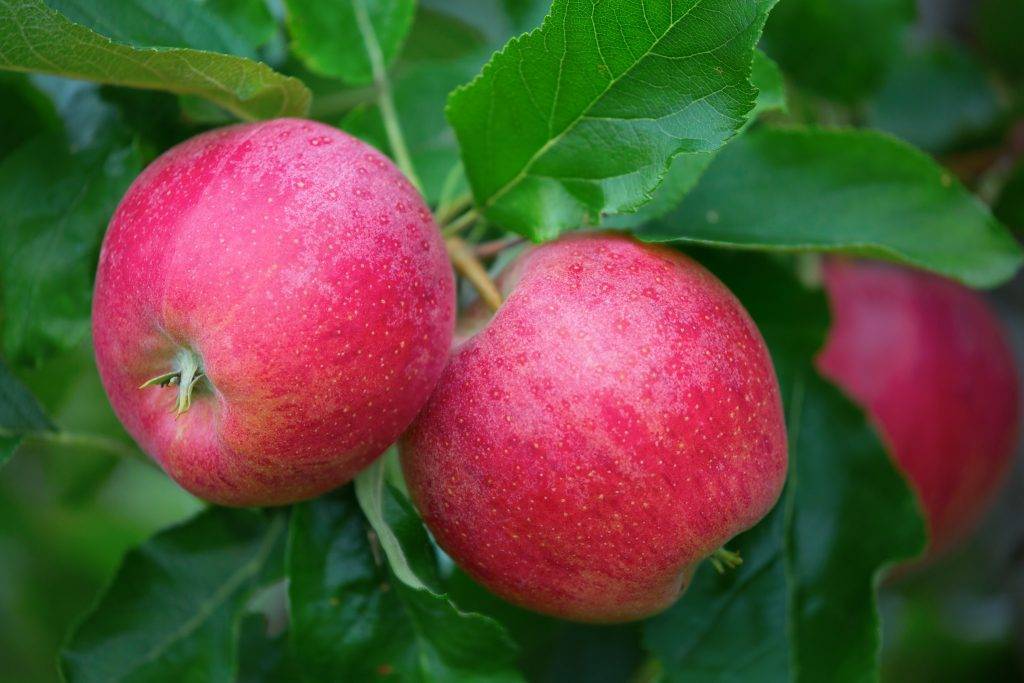 Описание сорта яблони память ульянищева: фото яблок, важные характеристики, урожайность с дерева