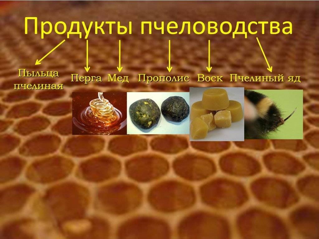 Продукты пчеловодства – свойства, польза, противопоказания