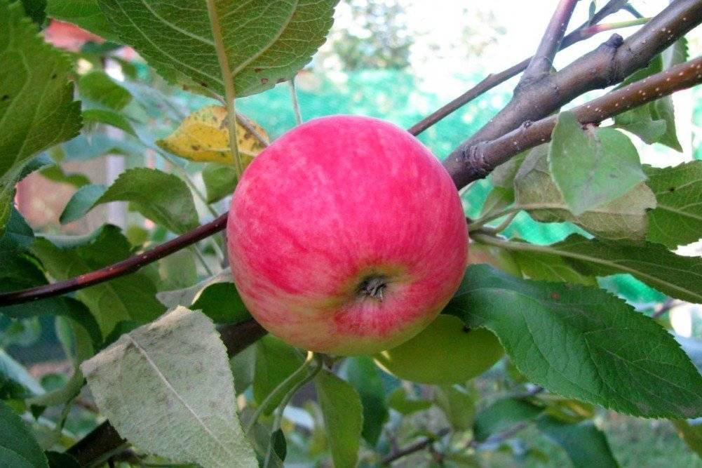 Описание сорта яблони мантет: фото яблок, важные характеристики, урожайность с дерева