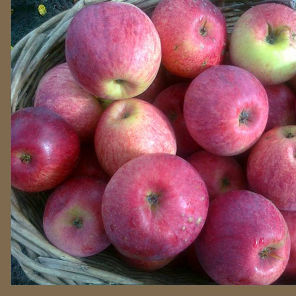Лакомый десерт в вашем саду — яблоки сорта «орловский полосатый»