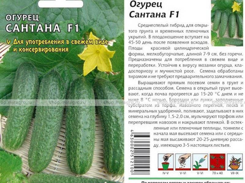 Огурец кибрия f1: характеристики и описание сорта. огурцы кибрия: отзывы, фото, урожайность, советы по выращиванию