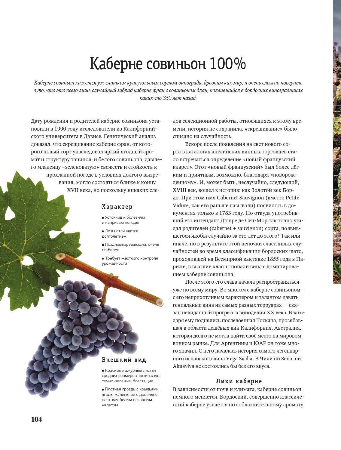 Описание и тонкости выращивания винограда сорта Совиньон