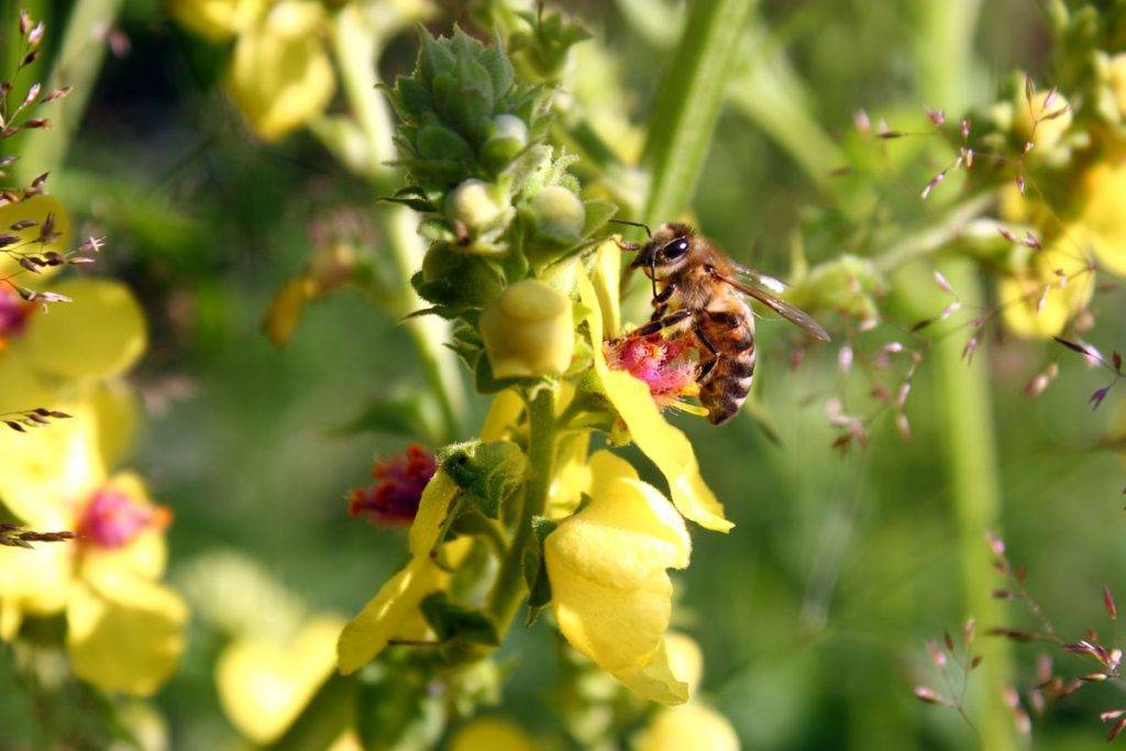 Основные характеристики и возможности украинской степной породы пчел