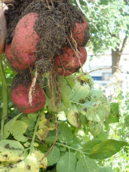 Картофель рокко: описание сорта, характеристика и фото, а также выращивание и уход