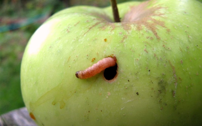 Избавиться от яблоневой плодожорки — топ-13 применяемых инсектицидов