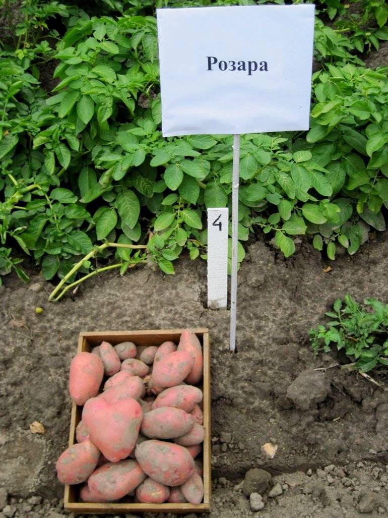 Картофель ароза: описание и характеристика сорта с фото, вкусовые качества, особенности выращивания