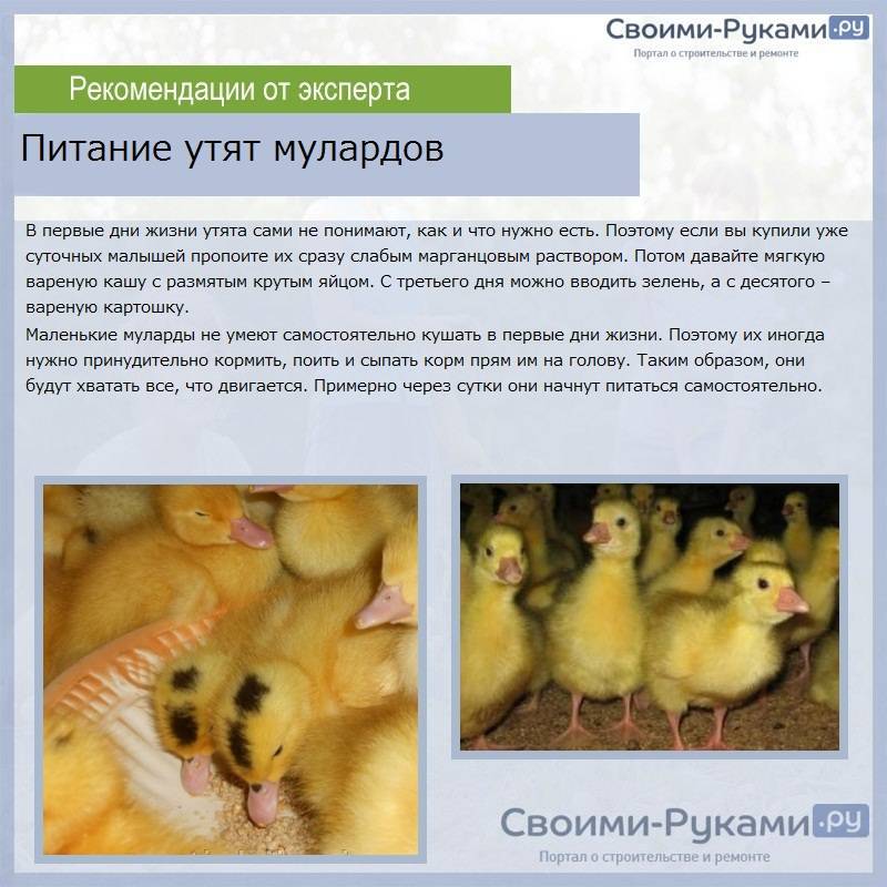 Индоутка птица. описание, особенности, виды, уход и содержание индоуток | живность.ру