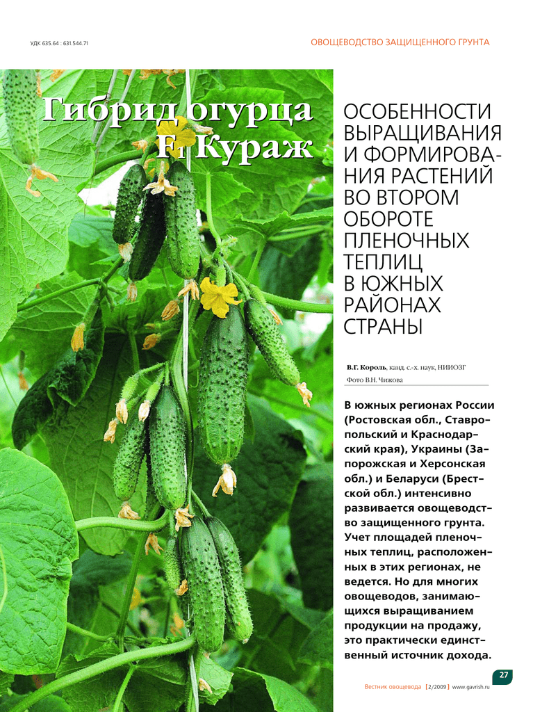 Огурцы кураж отзывы фото урожайность характеристика и отзывы