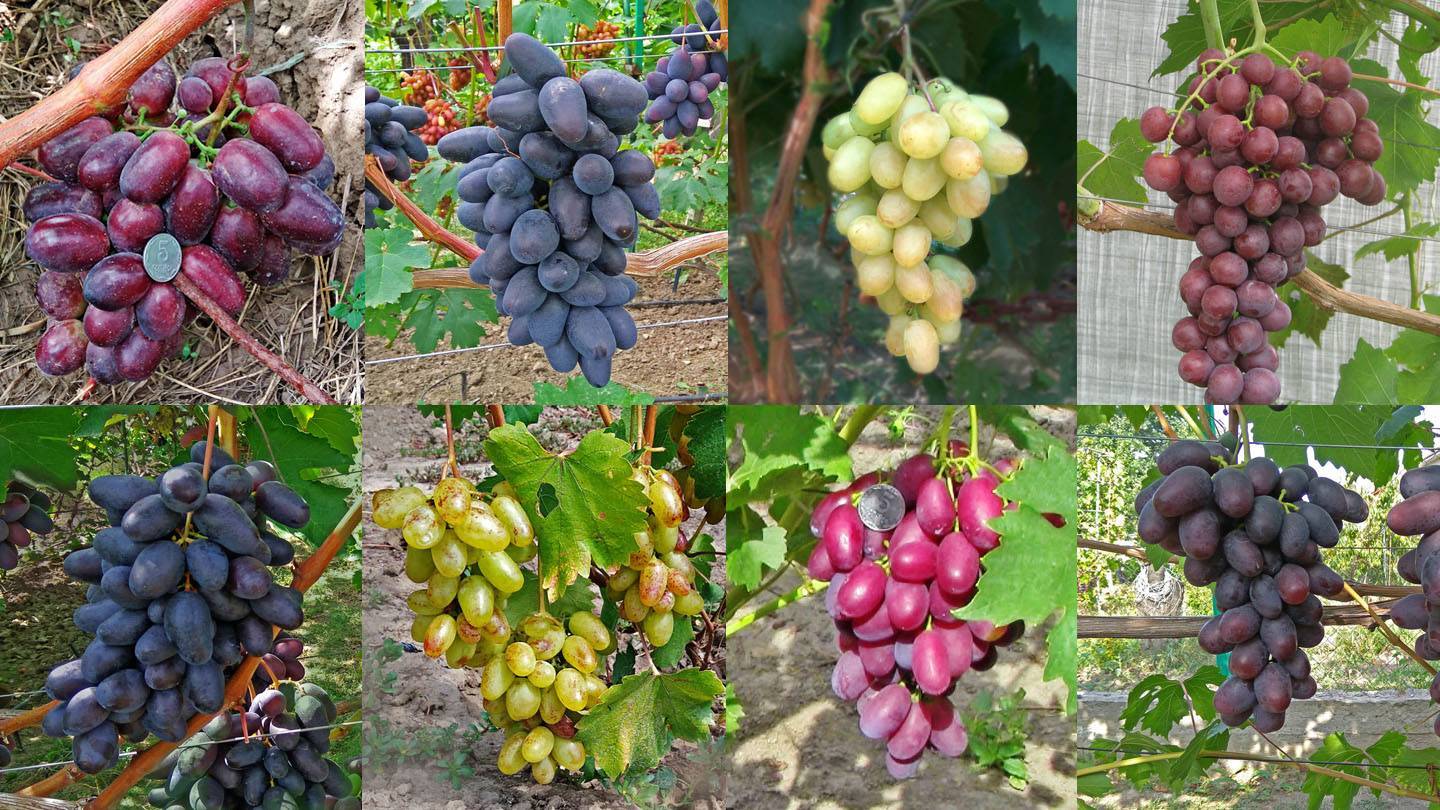 Виноград долгожданный: описание сорта и характеристики, посадка и уход