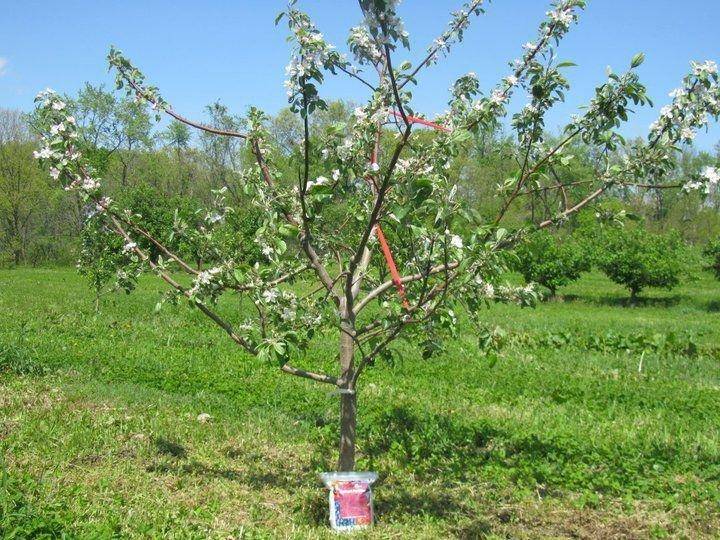 7 причин отказа яблони от плодоношения – что с этим можно сделать?
