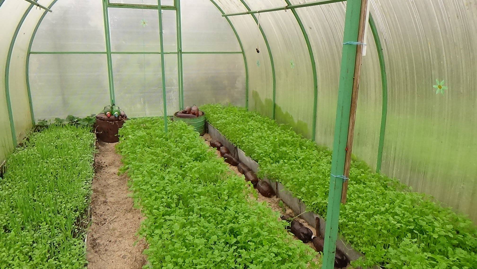 Выращивание укропа в теплице: подходящие сорта, посадка и уход