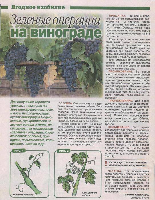 Правила и секреты успешной пересадки винограда