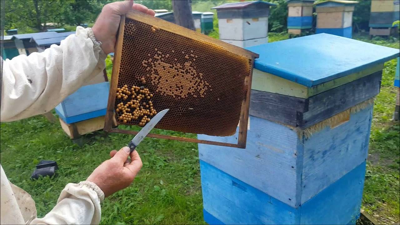 Местные условия и сроки наращивания пчел к взятку  [1959 ковалев а.м. - уход за пчелами]