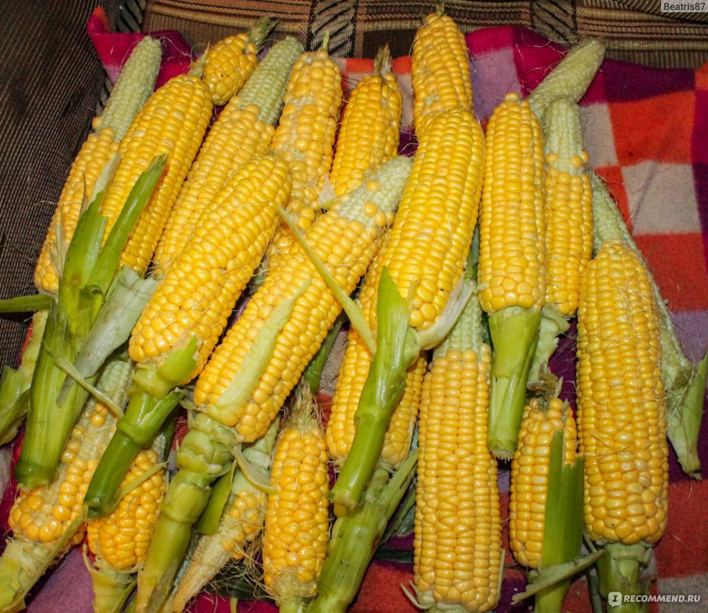 Выбор лучшего сорта кукурузы. лучшее время для посадки семян на участке - огород, сад, балкон
 - 9 ноября
 - 43149779743 - медиаплатформа миртесен