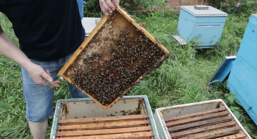 Пчелиная семья: сколько пчел, состав, обязанности, устройство, деление и их функции – med-pochtoi.ru