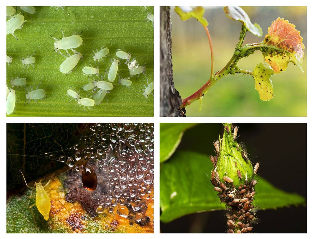 Обработка персика весной от болезней и вредителей: когда и чем опрыскивать