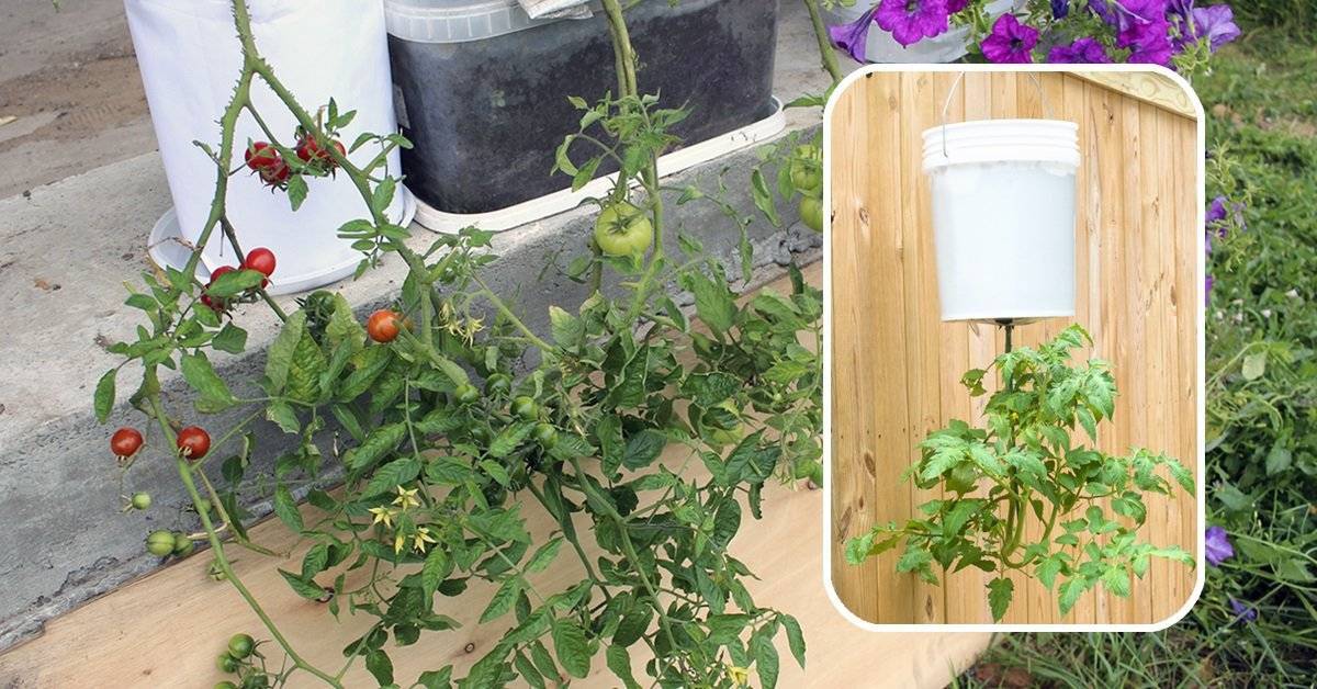 Выращивание помидоров вниз головой: увеличиваем урожай в 4 раза