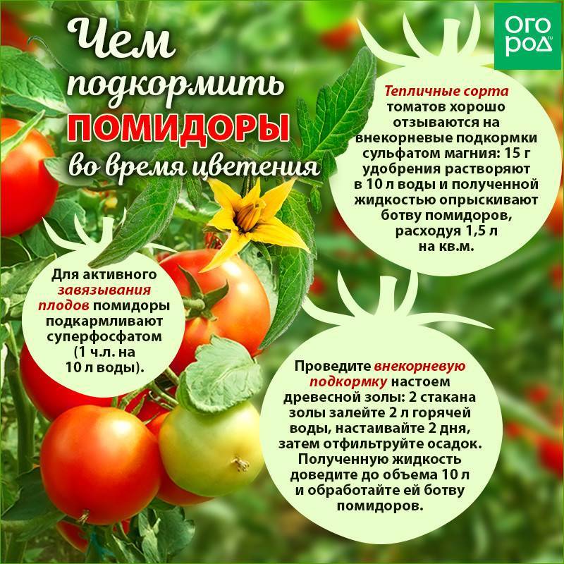 Когда и чем подкармливать помидоры в теплице — selok.info