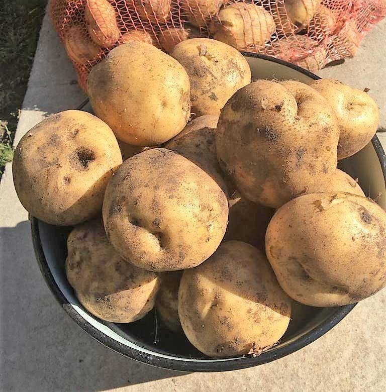 Характеристика и описание картофеля сорта адретта, посадка и уход