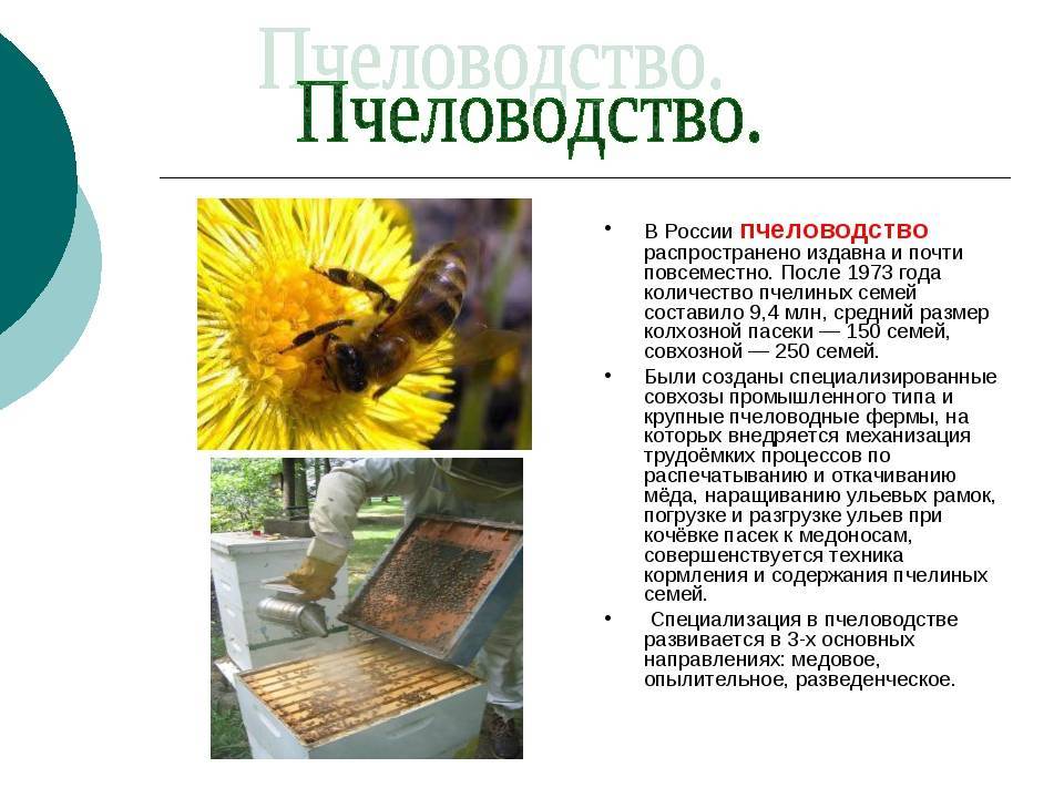 Всё о бортничестве, кто такой пчеловод и как развивалось пчеловодство в белоруссии