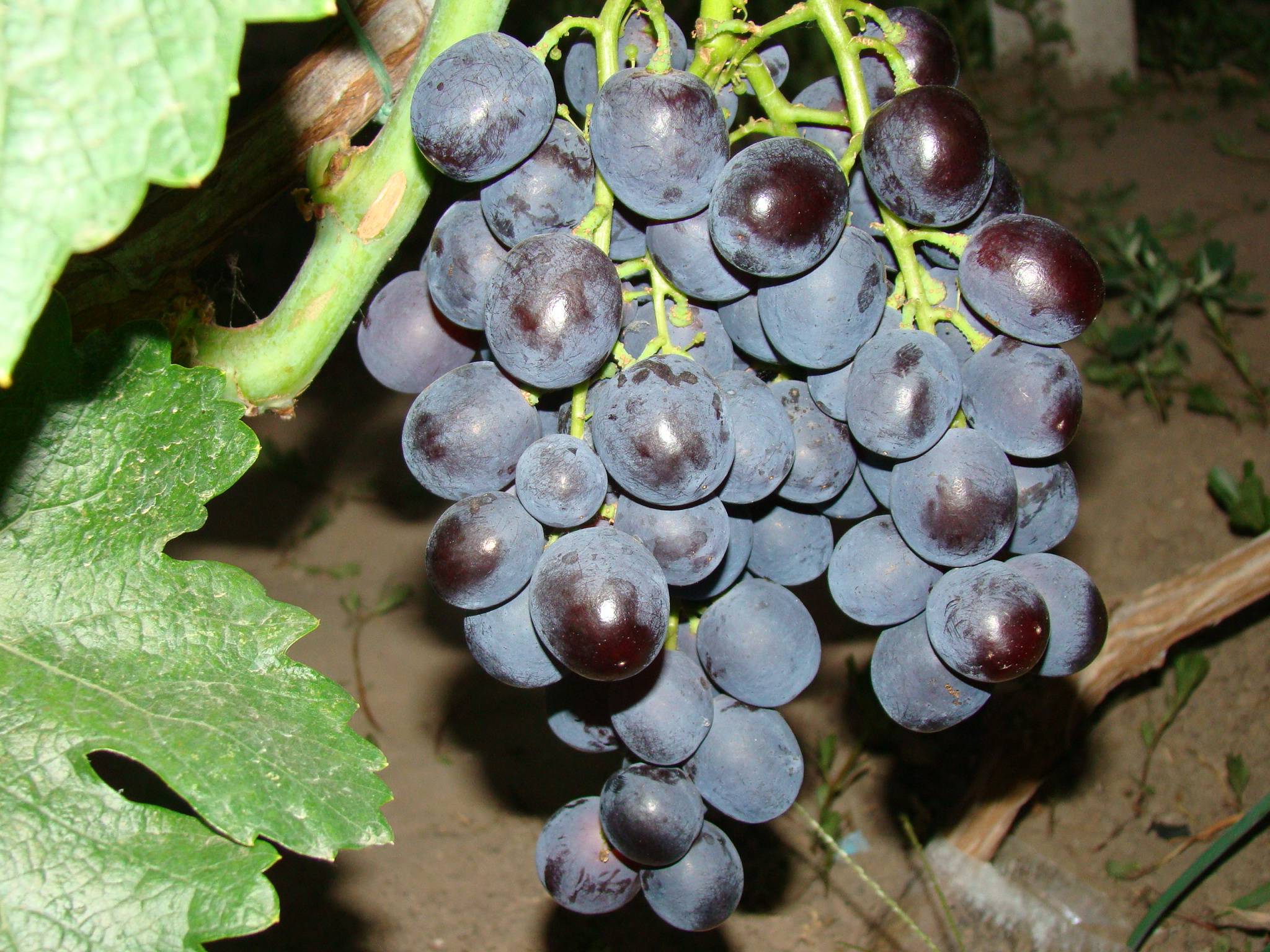 Виноград "сира" (шираз) характеристика сорта, описание выращивания, достоинств и недостатков