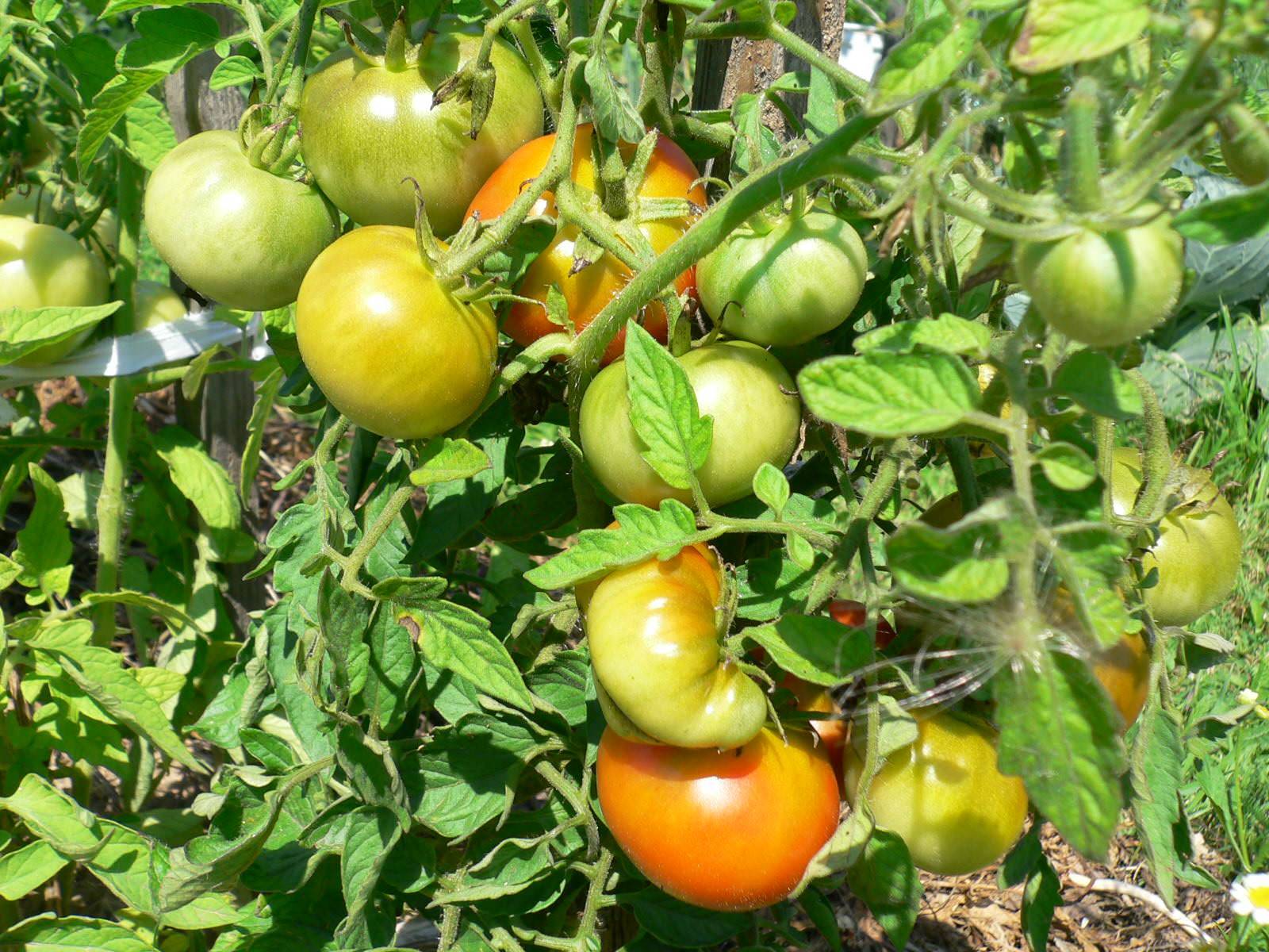 Мои любимые сорта томатов - огород