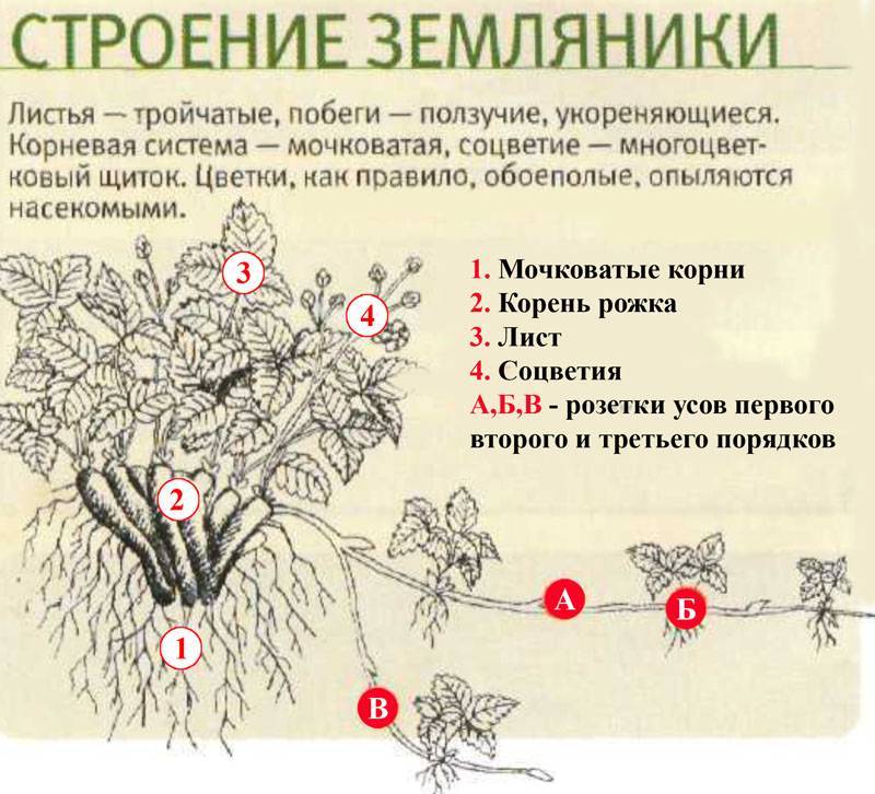 Клубника «корона»: описание сорта, посадка, урожайность и отзывы :: syl.ru
