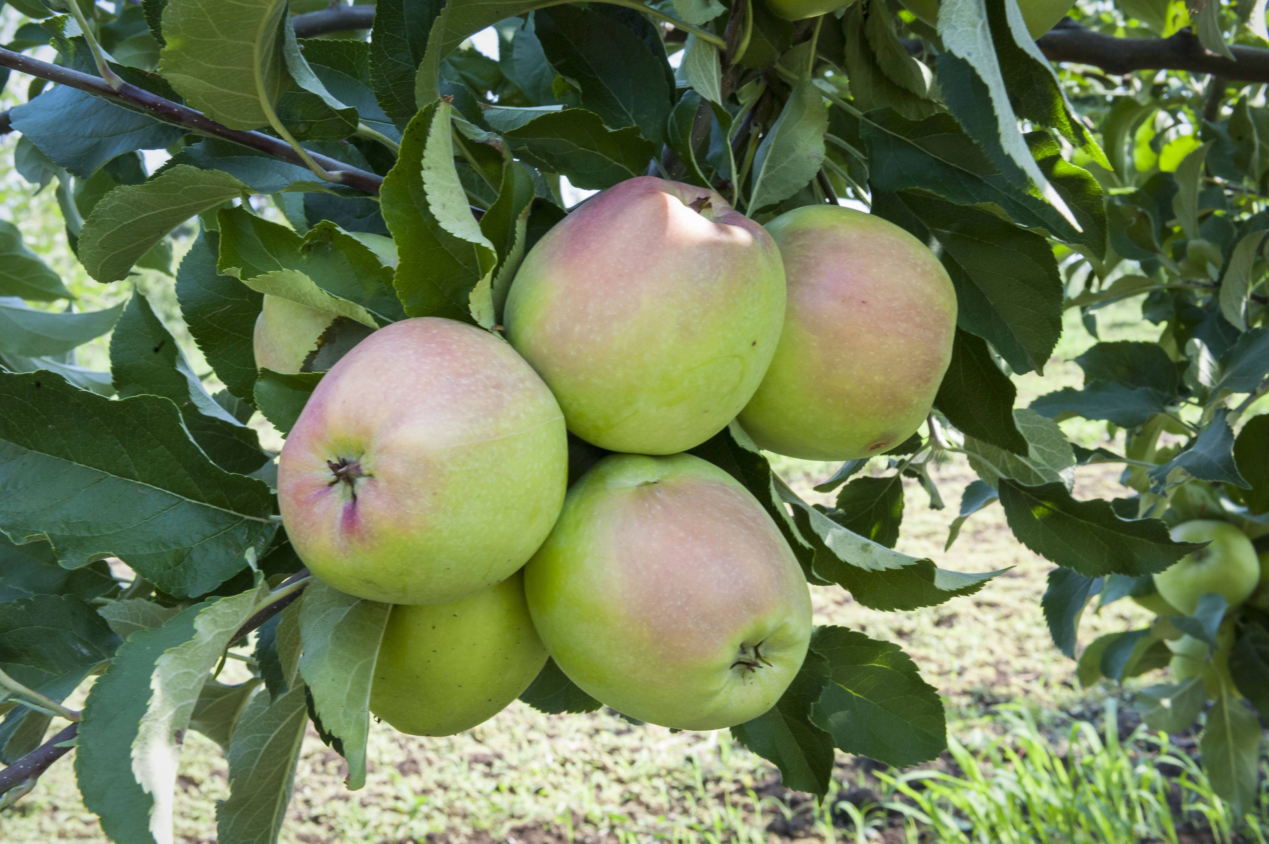 Сорт яблони лигол – характеристика и описание, фото, отзывы садоводов