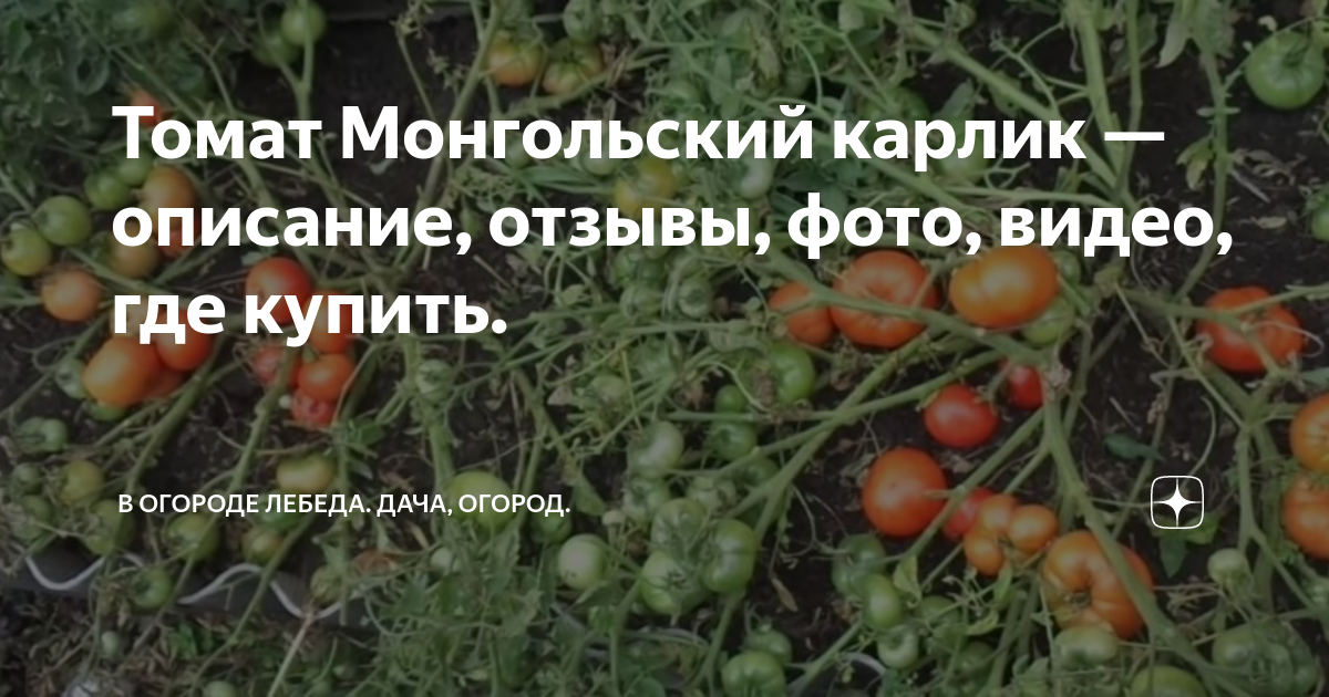 Выращивание сорта томата монгольский карлик: характеристики, свойства, методы