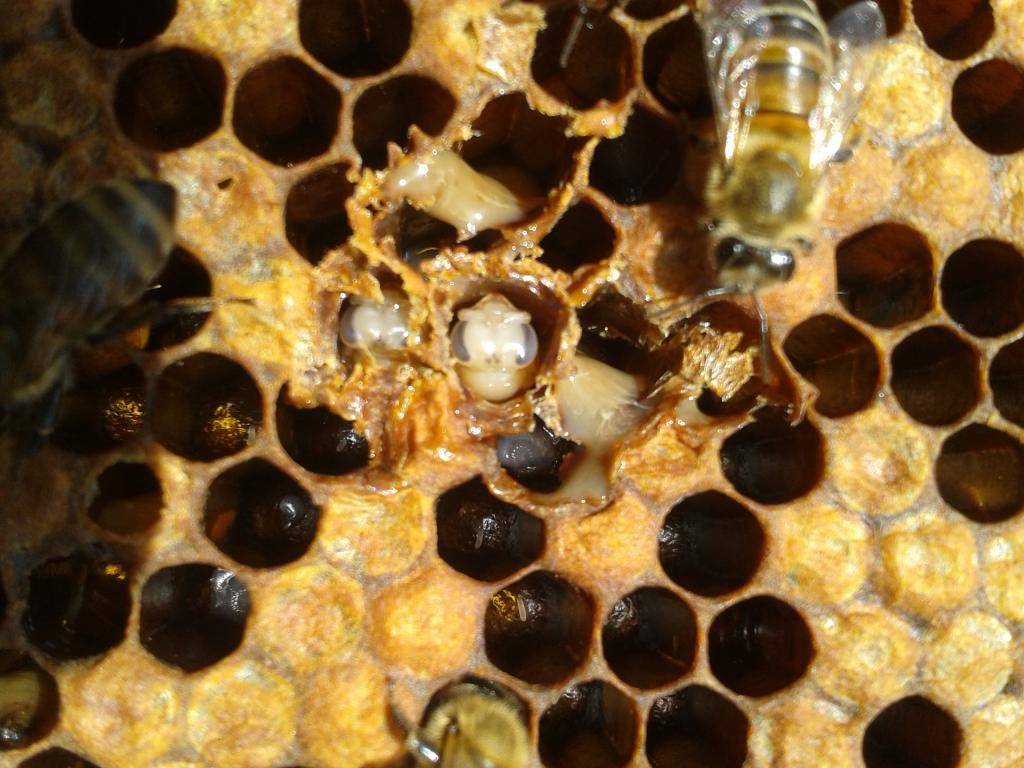 Что такое гнилец у пчел, лекарства и препараты для его лечения |