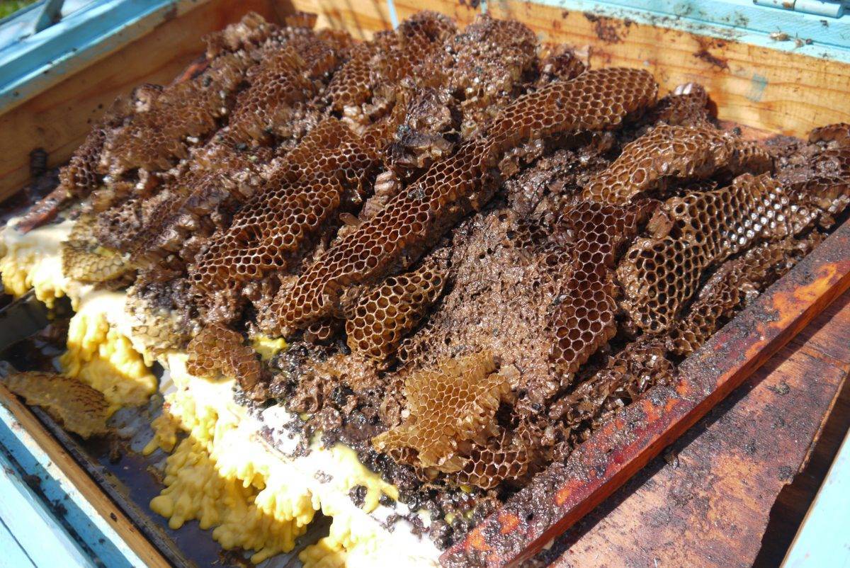 Продукты пчеловодства: полный перечень, применение, свойства