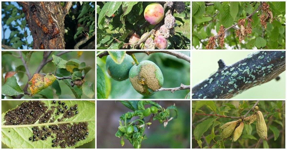 Весенняя обработка яблонь от болезней и вредителей: разбираемся, когда и чем опрыскивать деревья