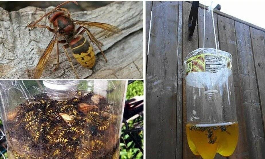 ᐉ как отравить соседских пчел - godacha.ru