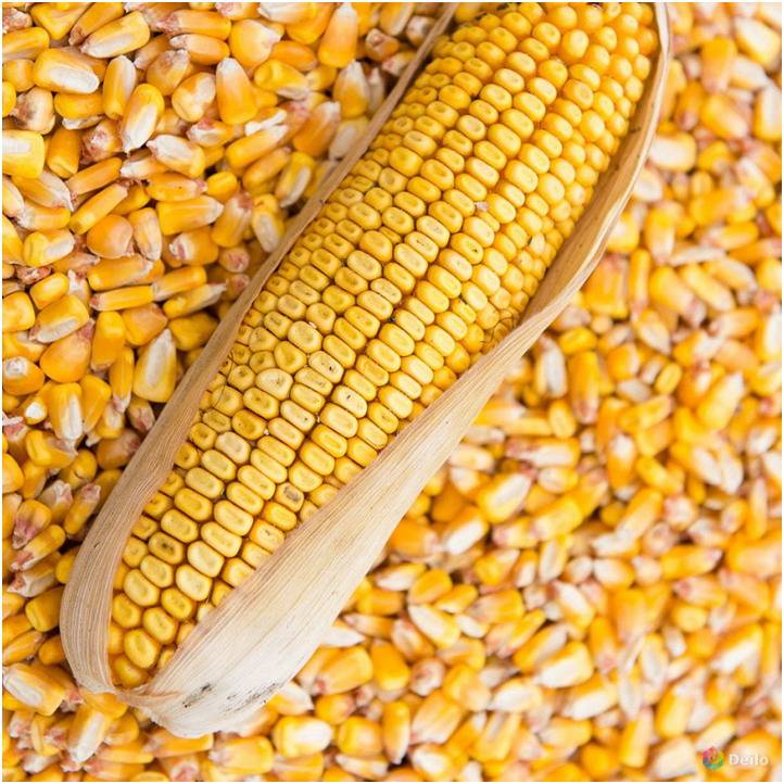 Сорта кукурузы: самые лучшие сахарные