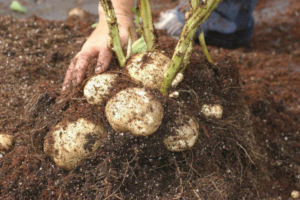 Когда копать картофель после цветения: сроки, рекомендации