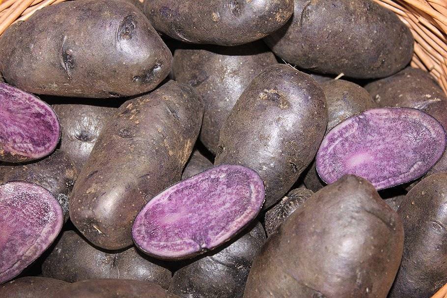 Фиолетовый картофель - сорта с окрашенной мякотью!