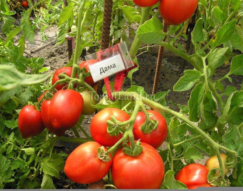 Топ-10 лучших сортов томатов для теплиц – рейтинг 2022 года